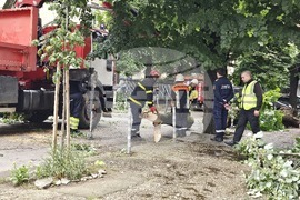 Русе - паднало дърво - щети