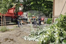 Русе - паднало дърво - щети