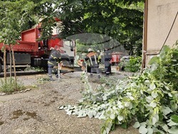 Русе - паднало дърво - щети