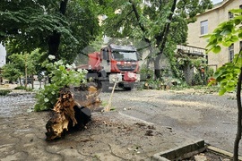 Русе - паднало дърво - щети