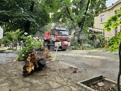 Русе - паднало дърво - щети