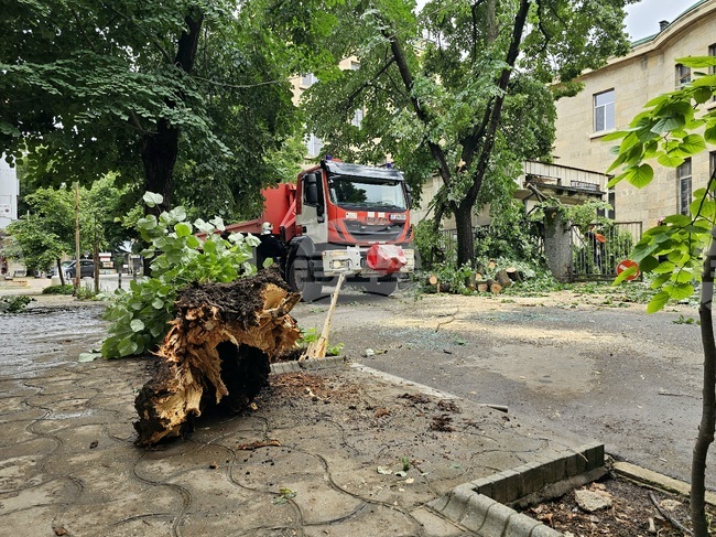 Русе - паднало дърво - щети