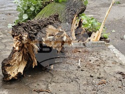 Русе - паднало дърво - щети