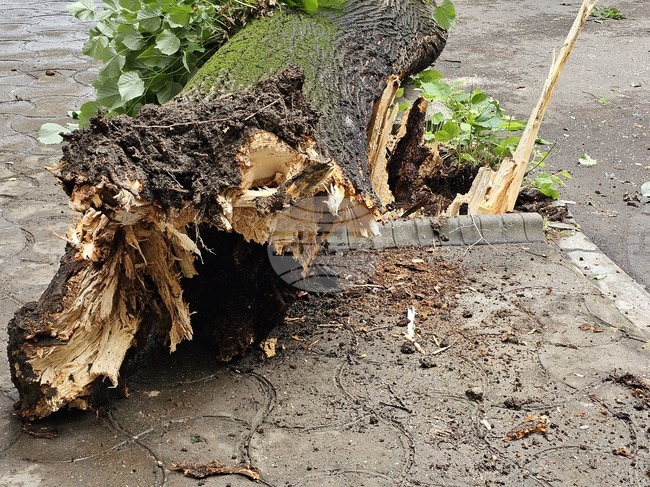 Голям клон от дърво е паднал на главната пешеходна улица в Благоевград, няма пострадали 