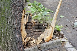 Русе - паднало дърво - щети