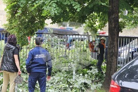 Русе - паднало дърво - щети