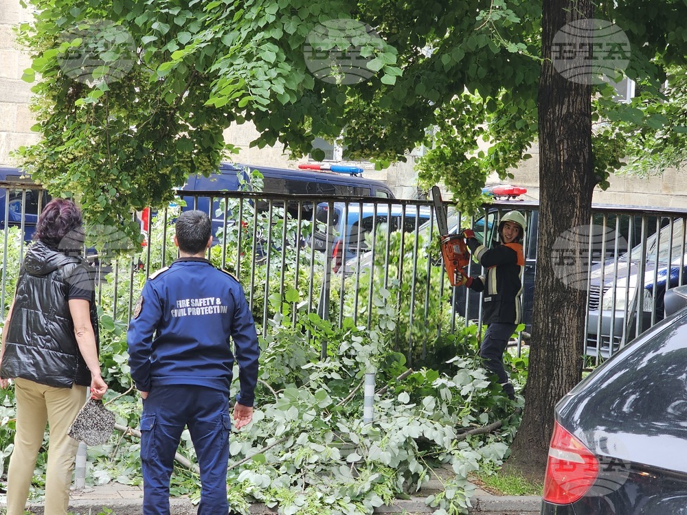 Русе - паднало дърво - щети
