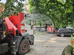 Русе - паднало дърво - щети
