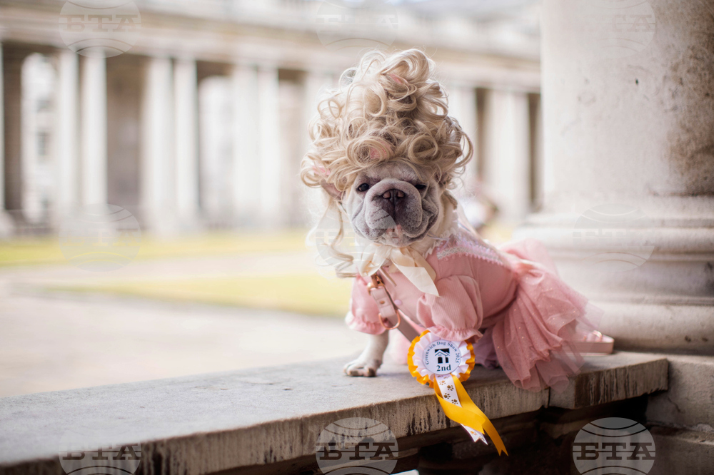 Britain Greenwich Dog Show