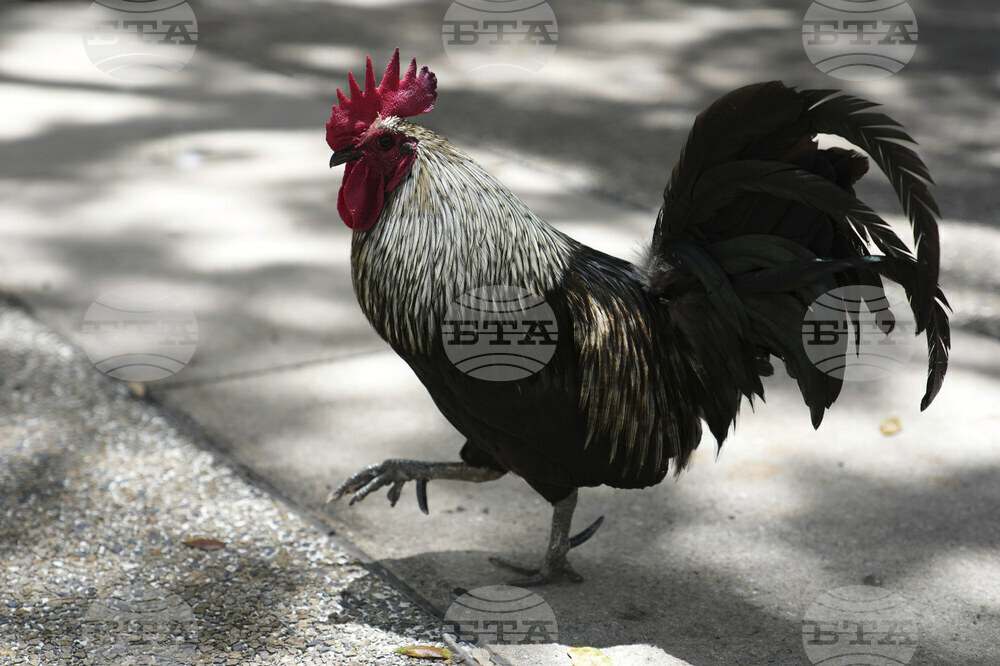 Miami Roosters