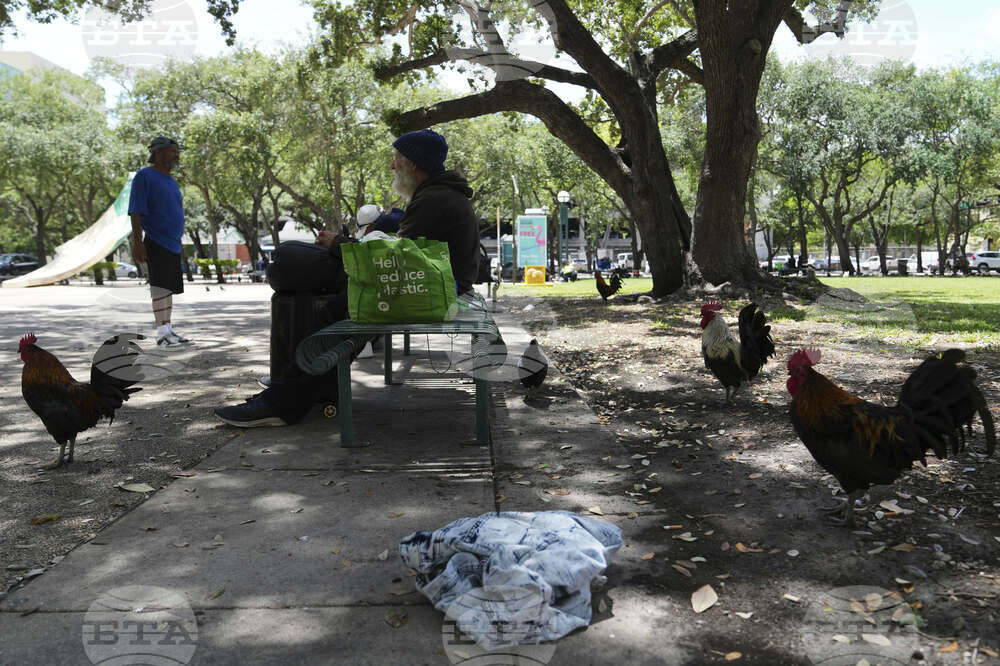 Miami Roosters