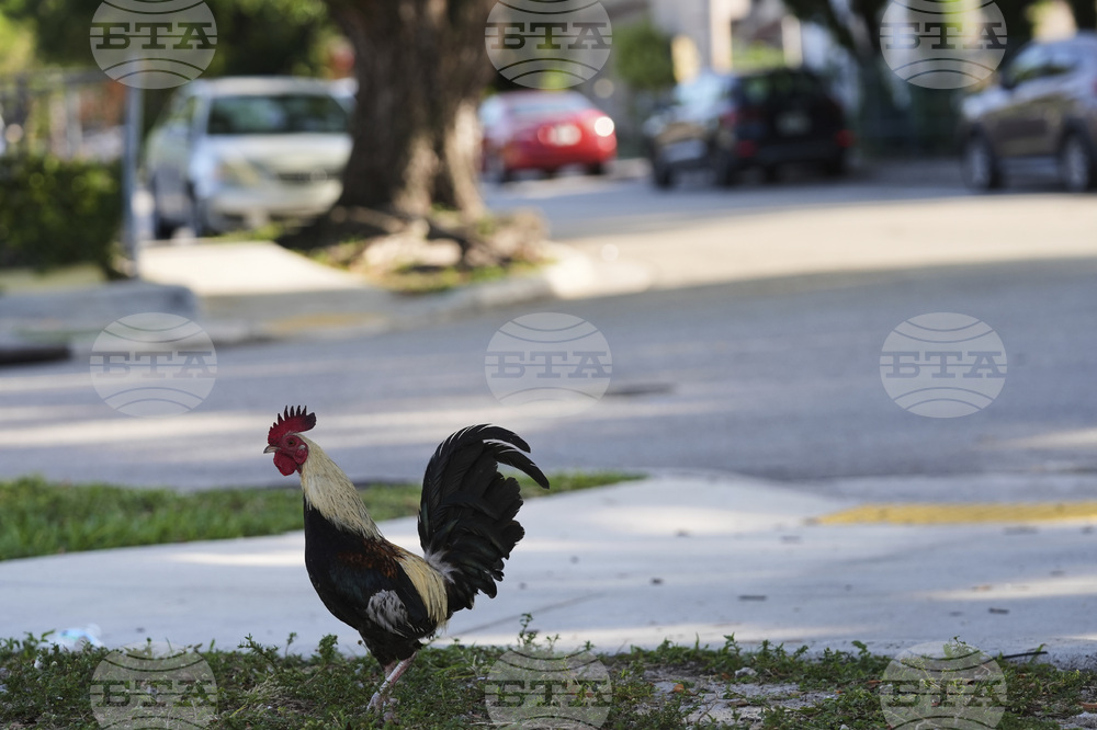 Miami Roosters