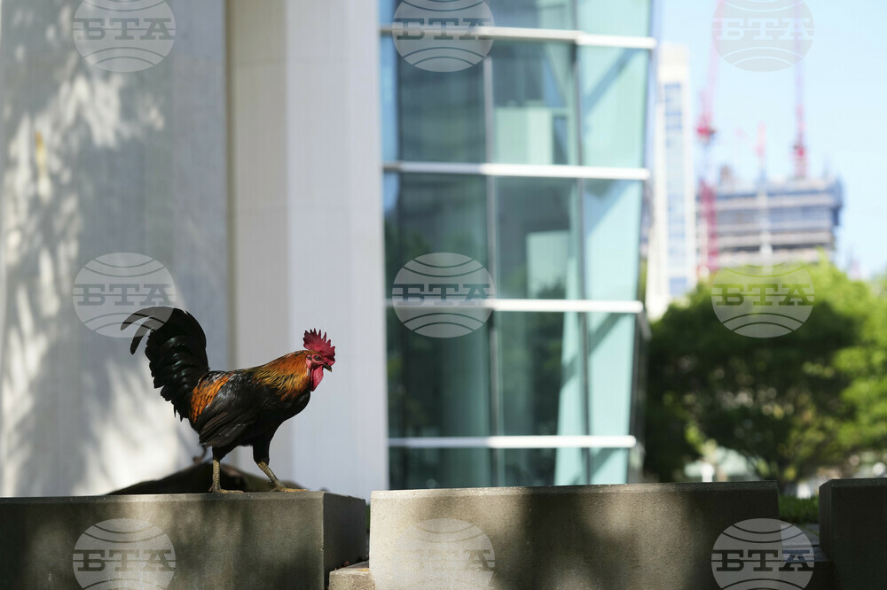 Miami Roosters