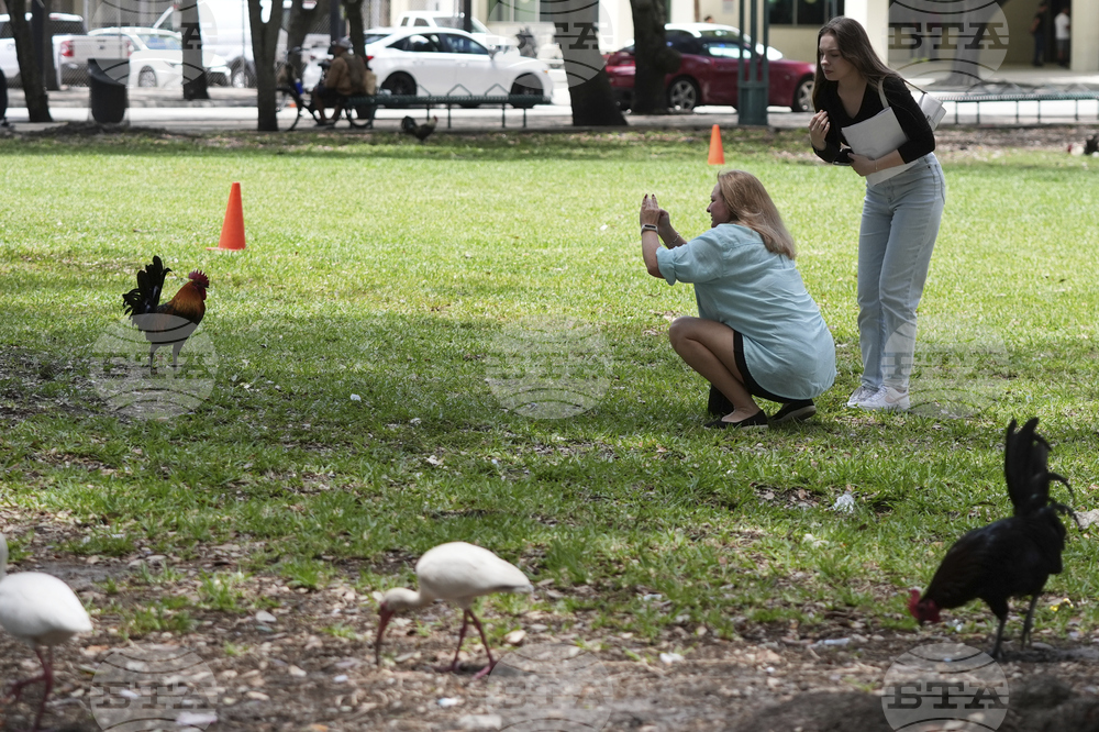 Miami Roosters