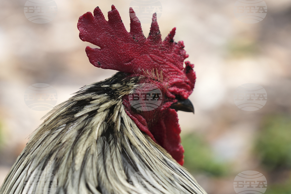 Miami Roosters