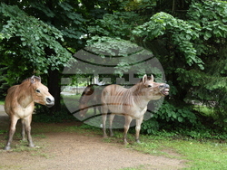 Вършец - Палеопарк
