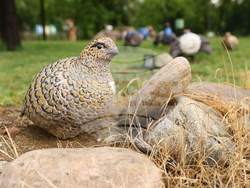 Вършец - Палеопарк