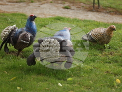 Вършец - Палеопарк