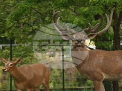 Вършец - Палеопарк