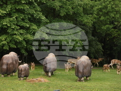 Вършец - Палеопарк