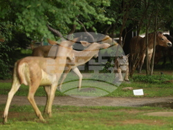 Вършец - Палеопарк