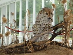 Вършец - Палеопарк
