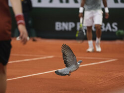 French Open Tennis
