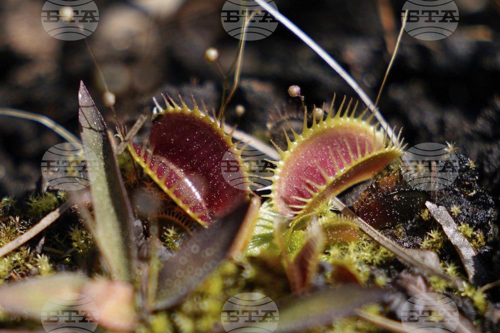 Venus Fly Traps