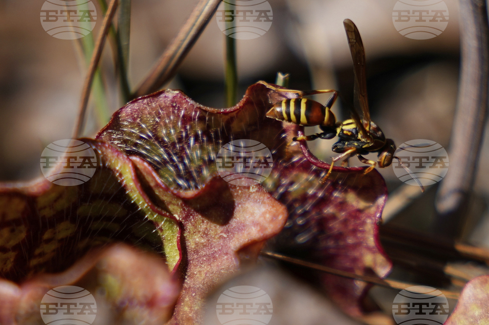 Venus Fly Traps