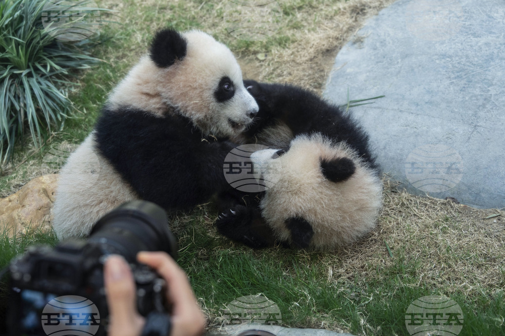 Hong Kong Pandas