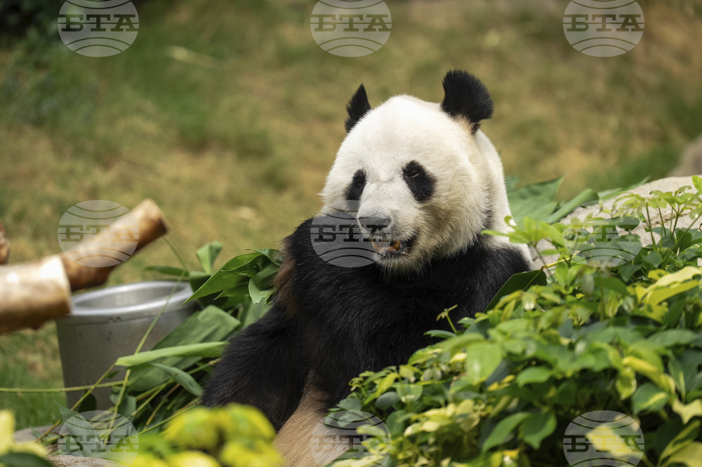 Hong Kong Pandas