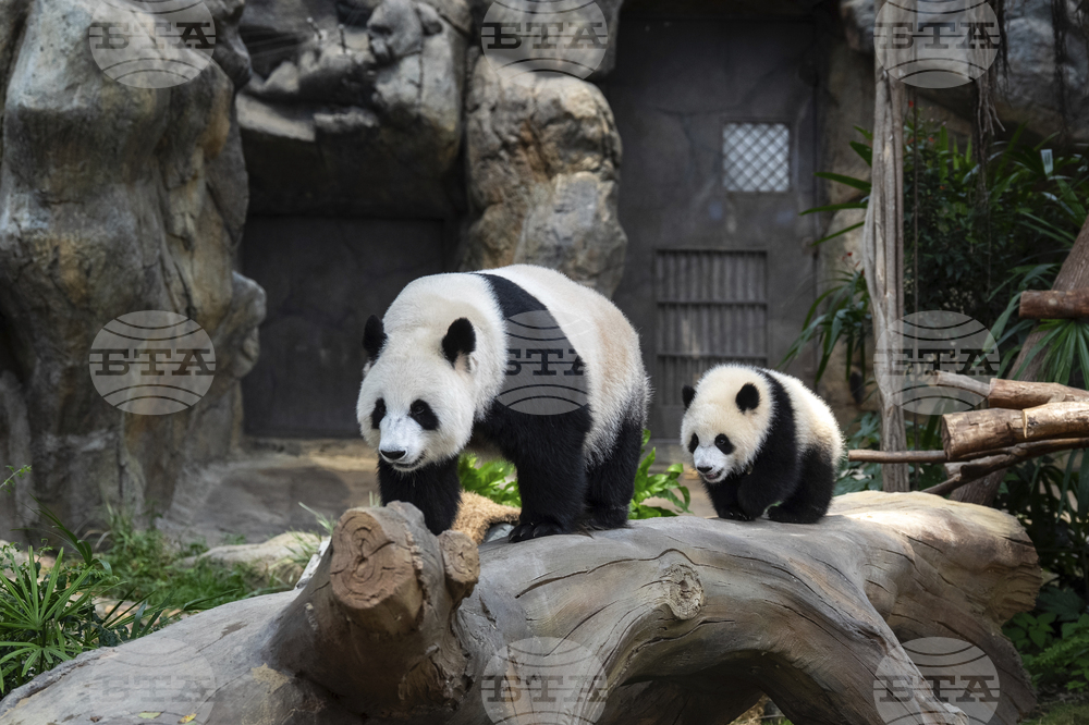 Hong Kong Pandas