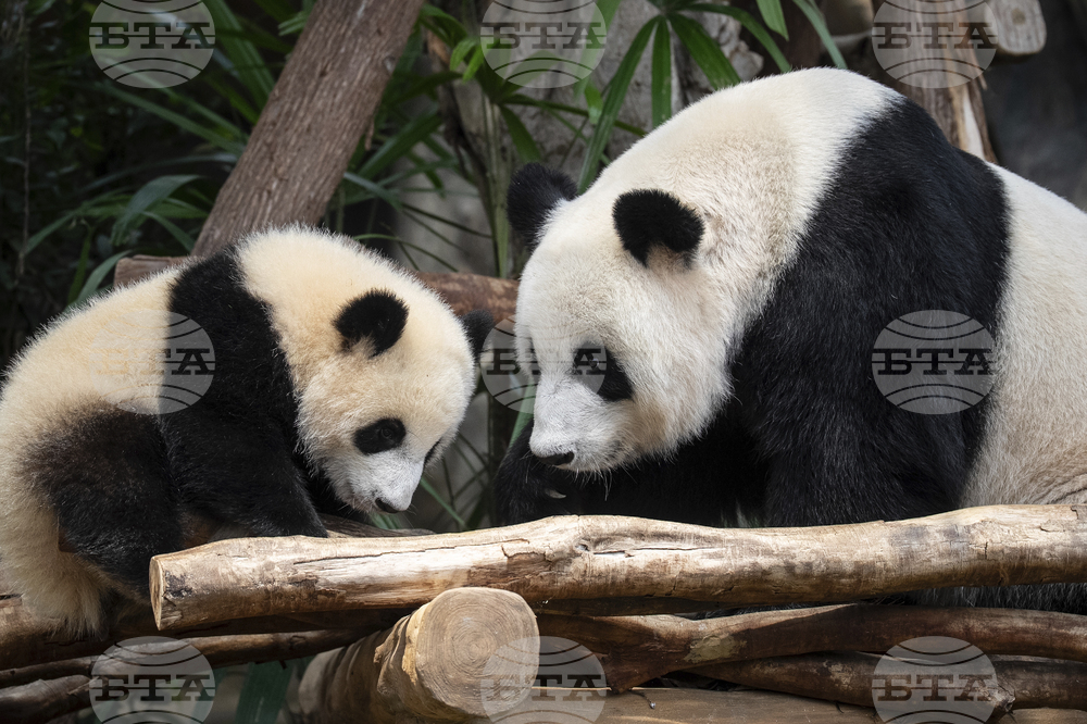 Hong Kong Pandas