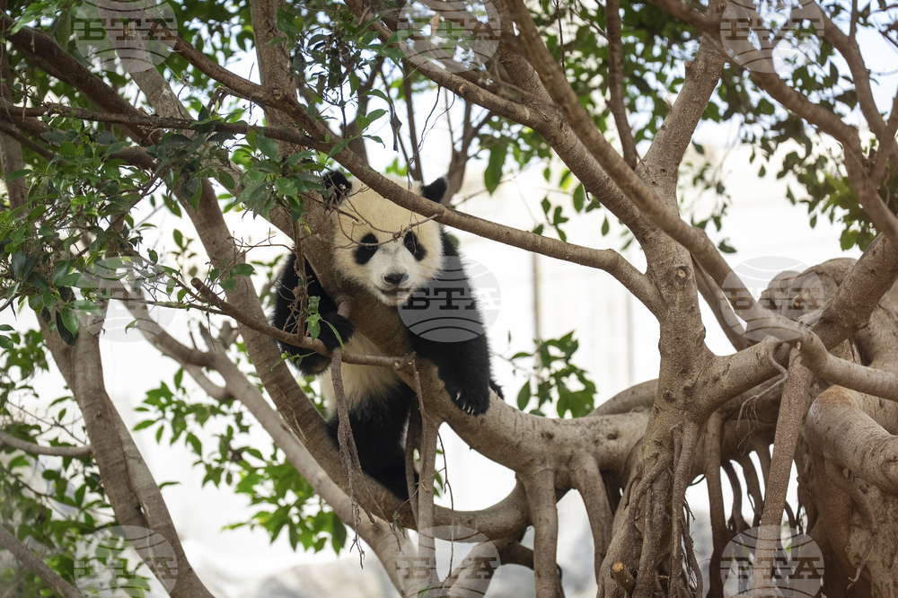 Hong Kong Pandas