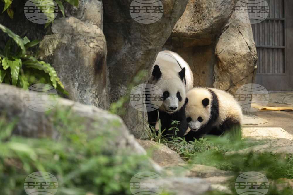 Hong Kong Pandas