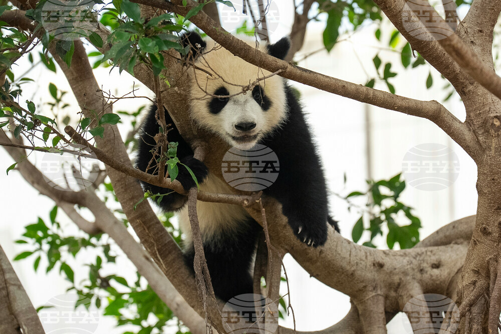Hong Kong Pandas