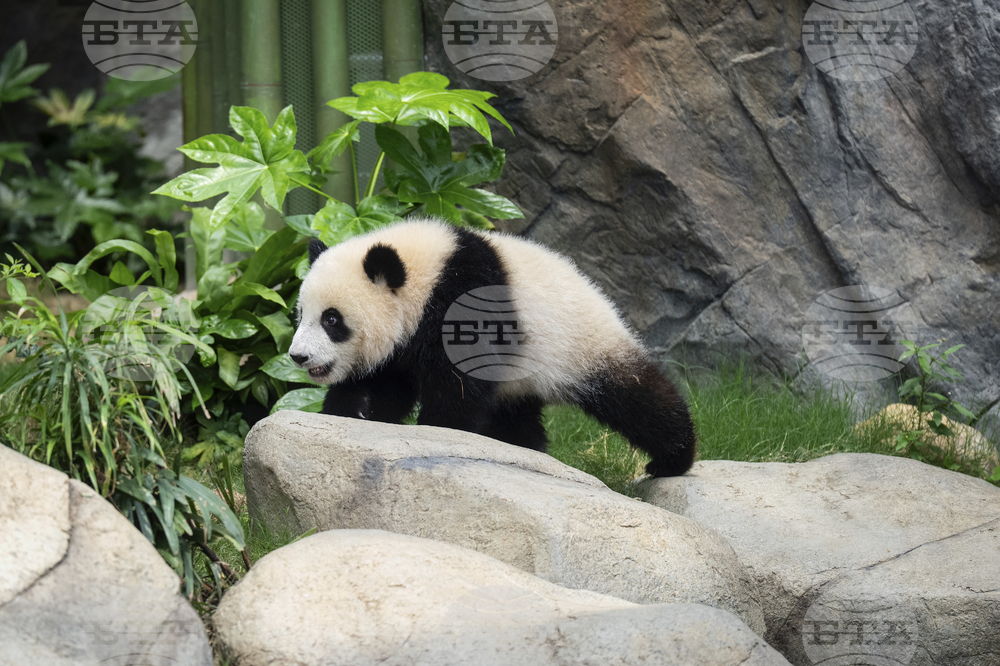 Hong Kong Pandas