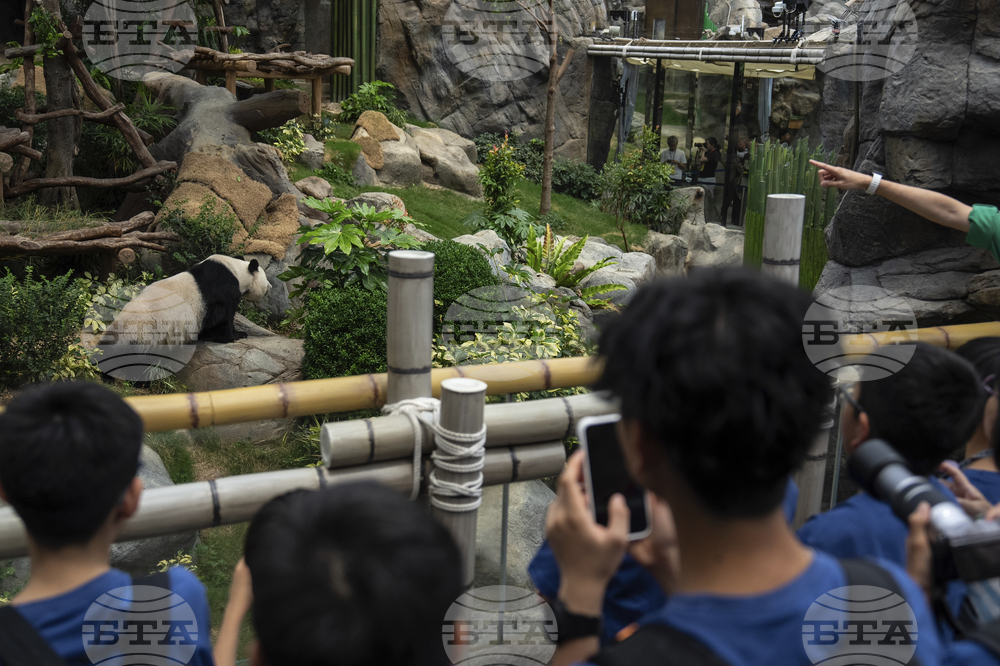 Hong Kong Pandas