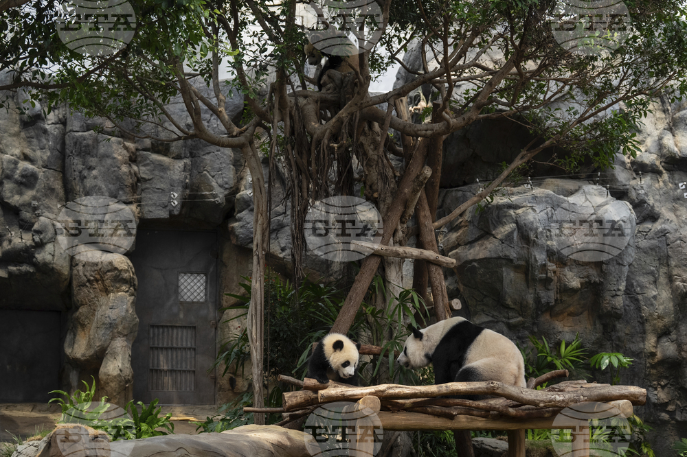 Hong Kong Pandas
