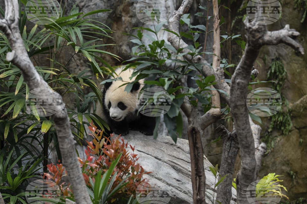 Hong Kong Pandas