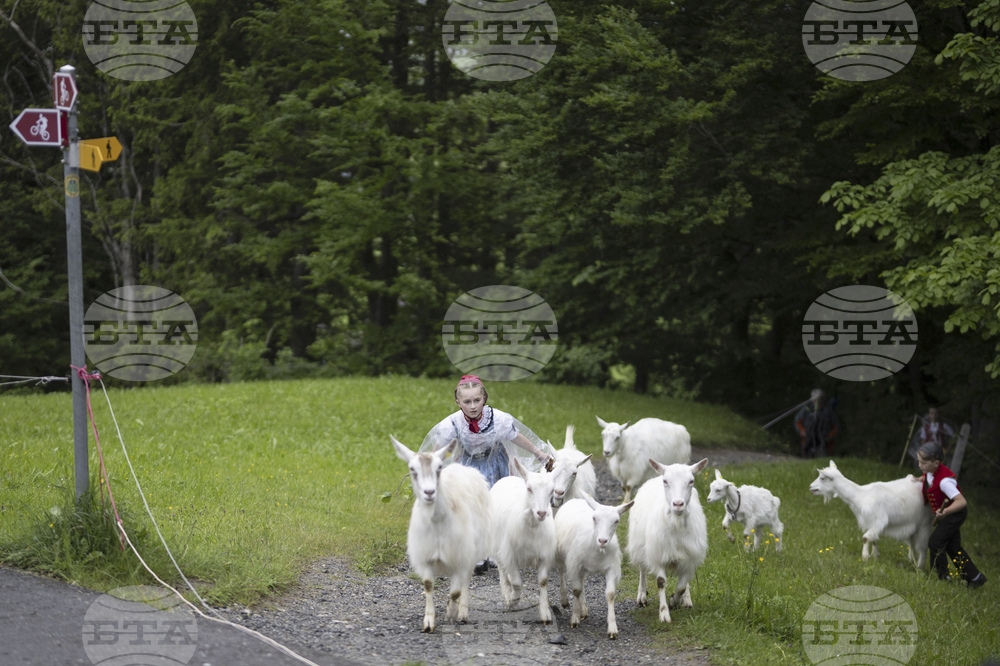Switzerland Cattle