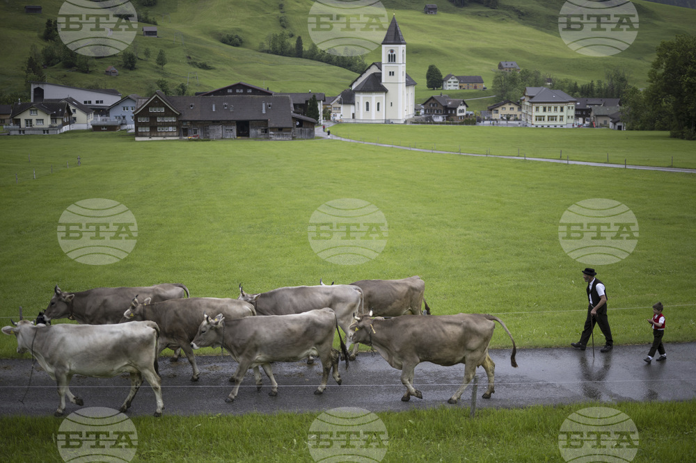 Switzerland Cattle
