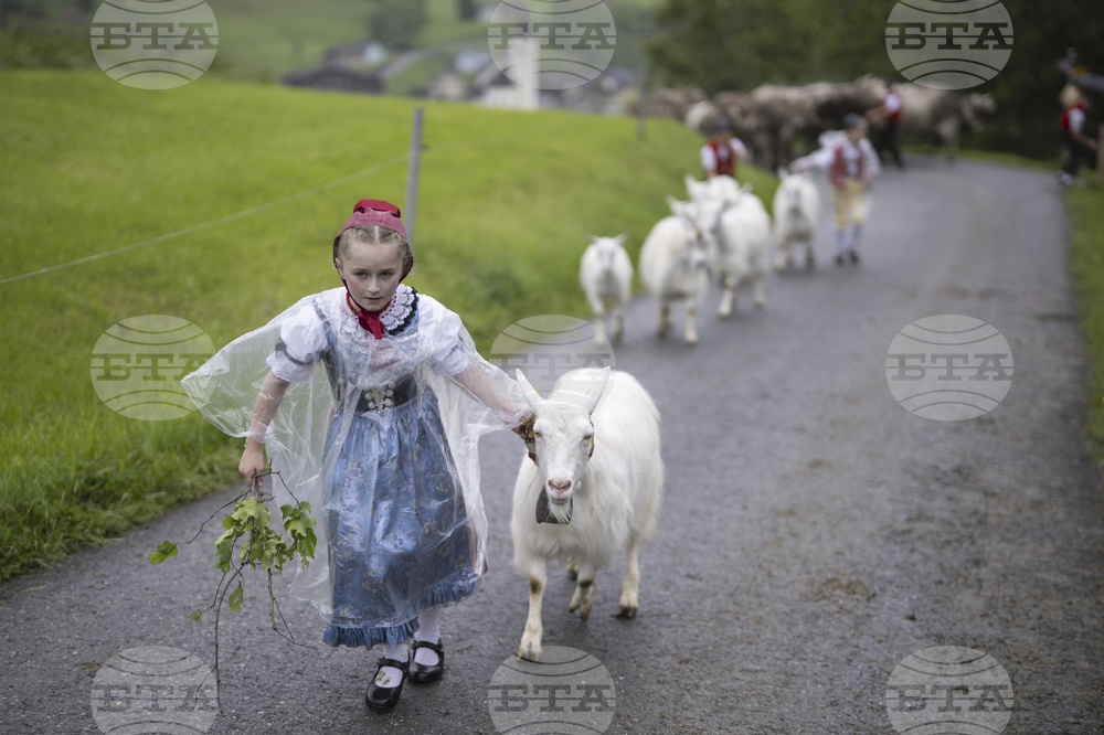 Switzerland Cattle