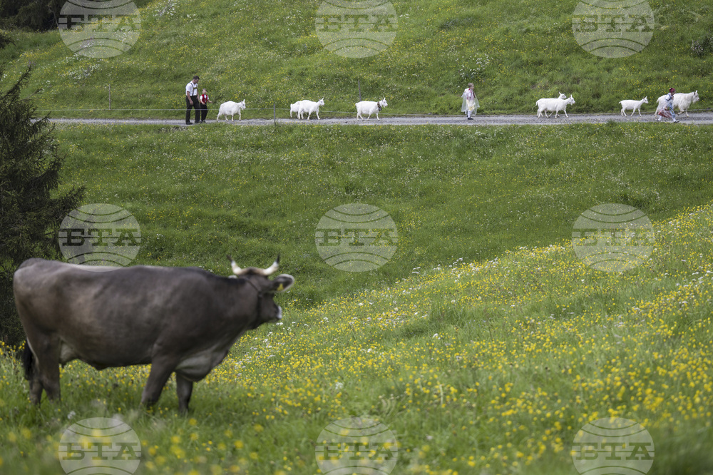Switzerland Cattle