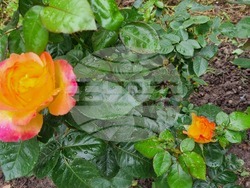 Търговище – рози – пролет