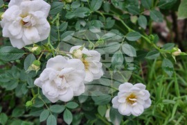 Търговище – рози – пролет