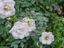 Търговище – рози – пролет