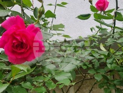 Търговище – рози – пролет