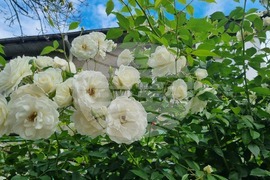 Търговище – рози – пролет
