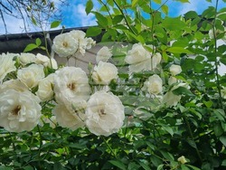 Търговище – рози – пролет